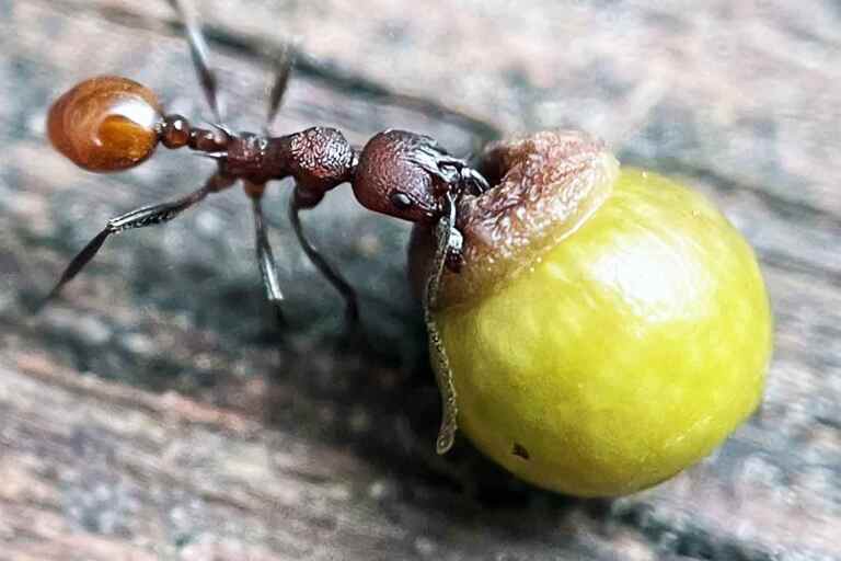 Le Formiche “adottano” le galle delle querce: la scoperta che rivoluziona l’ecologia