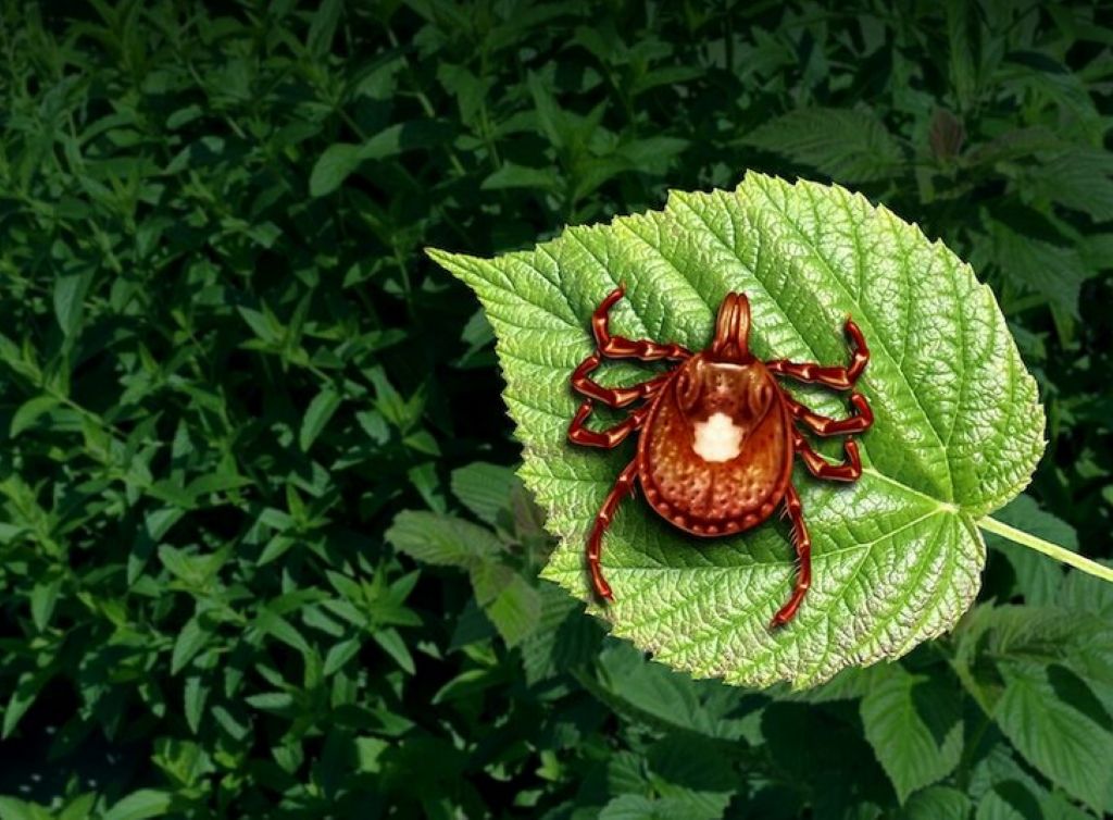 allergia alla carne confermata la prima vittima