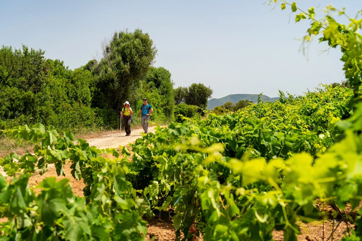 il turismo del vino si fa social addio vecchie brochure