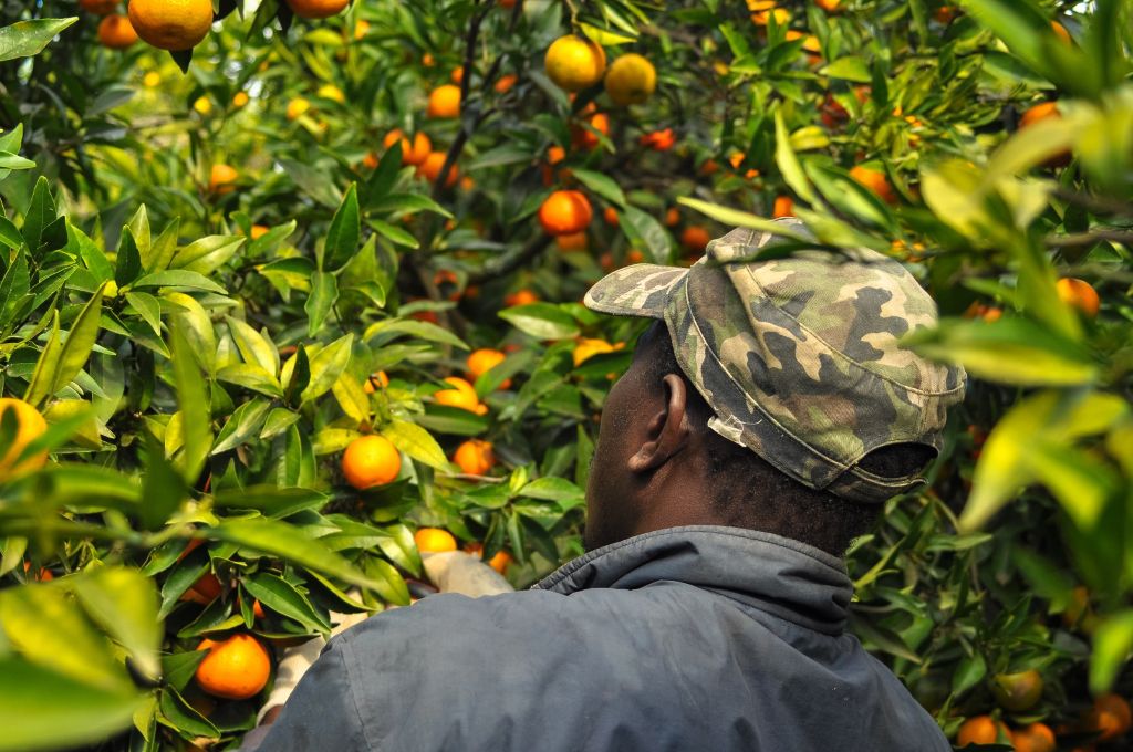 sfruttamento nei campi di agrumi tra lavoro precario e tendopoli