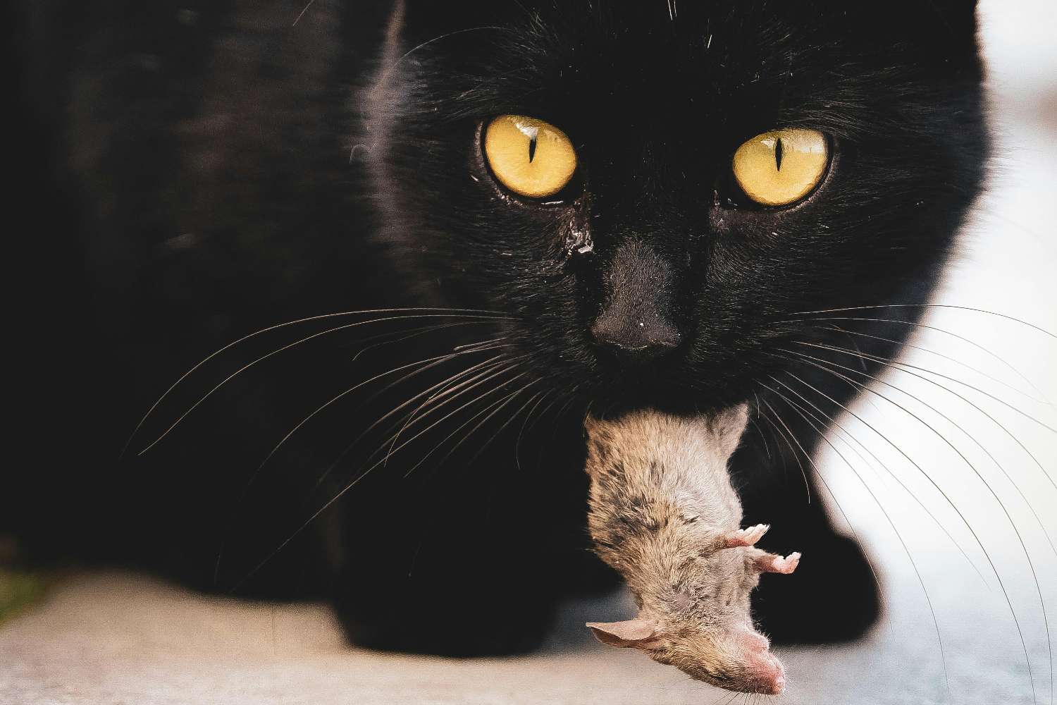 La Nuova Zelanda pianifica l’eradicazione dei gatti randagi entro il 2050