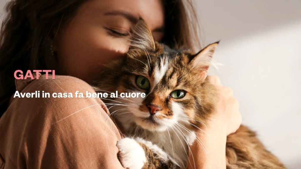 avere un gatto fa bene al cuore riduce lo stress e il rischio di infarto da Cibosia.it avere un gatto fa bene al cuore riduce lo stress e il rischio di infarto