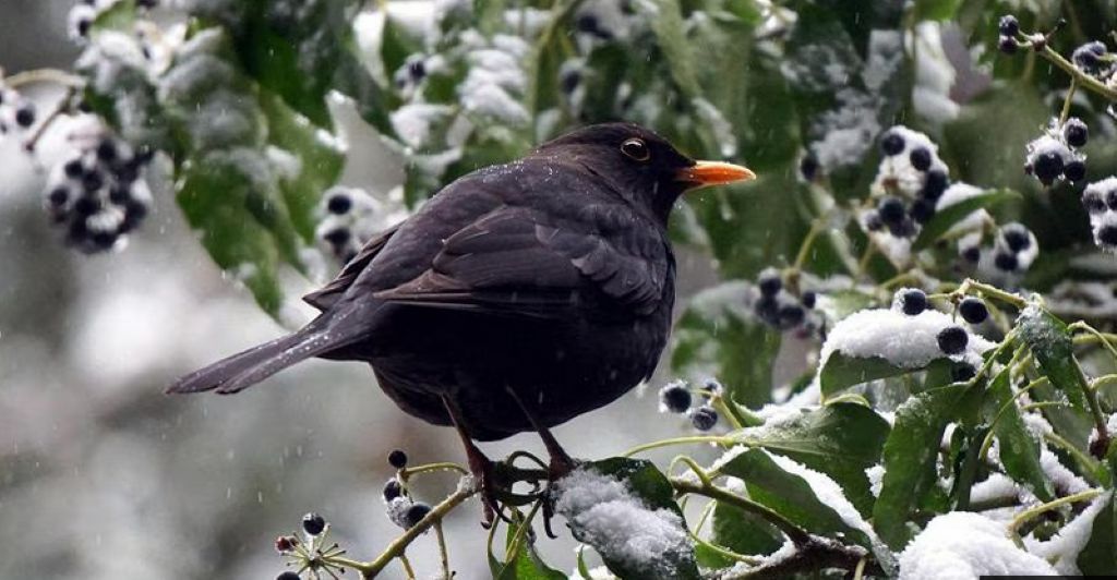i giorni della merla tradizione leggende e il freddo da Cibosia.it i giorni della merla tradizione leggende e il freddo