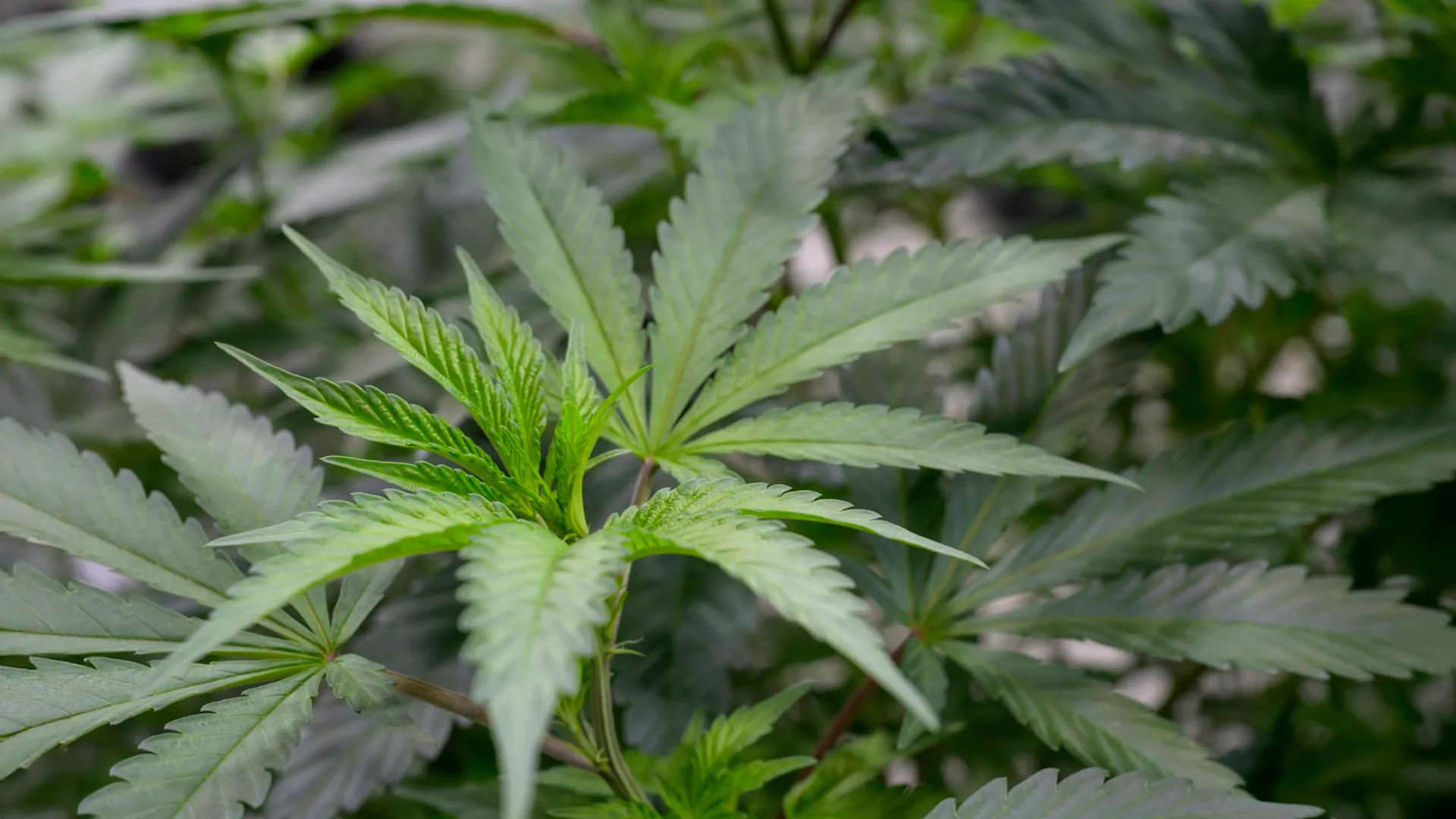 gli scienziati individuano una molecola della cannabis che riduce il dolore senza sballo da Cibosia.it gli scienziati individuano una molecola della cannabis che riduce il dolore senza sballo