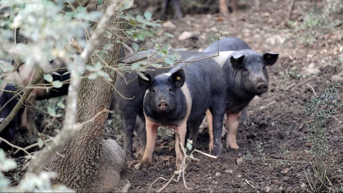 peste suina africana nuovi focolai in toscana il virus si avvicina all8217appennino emiliano da Cibosia.it peste suina africana nuovi focolai in toscana il virus si avvicina all8217appennino emiliano